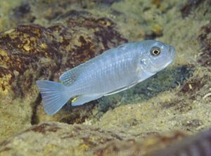 Metriaclima nkhunguense